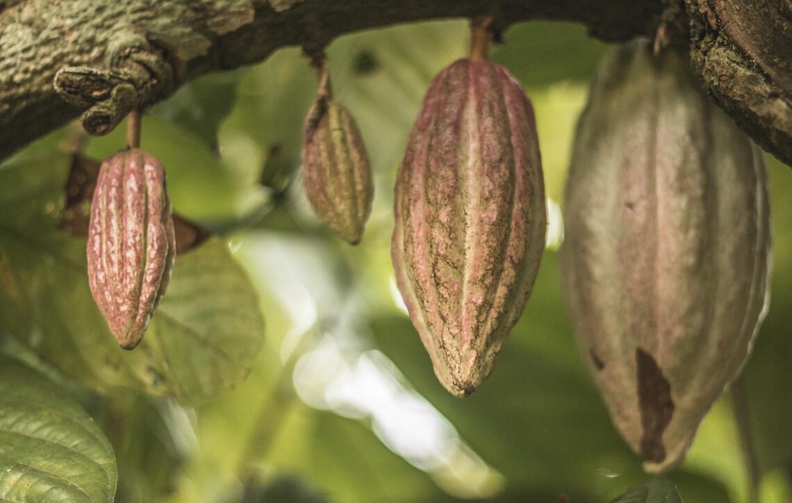 Afbeelding passend bij de blog “De Magie van Ceremoniële Cacao: Een Zachte Hartopener”, waarin ceremoniële cacao wordt gebruikt als hartopener voor spirituele verbinding en natuurlijke energie