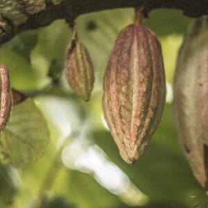 Afbeelding passend bij de blog “De Magie van Ceremoniële Cacao: Een Zachte Hartopener”, waarin ceremoniële cacao wordt gebruikt als hartopener voor spirituele verbinding en natuurlijke energie