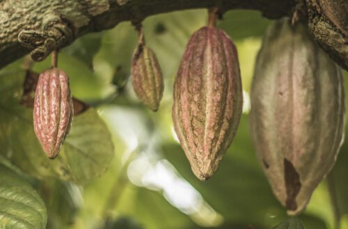 Afbeelding passend bij de blog “De Magie van Ceremoniële Cacao: Een Zachte Hartopener”, waarin ceremoniële cacao wordt gebruikt als hartopener voor spirituele verbinding en natuurlijke energie