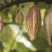 Afbeelding passend bij de blog “De Magie van Ceremoniële Cacao: Een Zachte Hartopener”, waarin ceremoniële cacao wordt gebruikt als hartopener voor spirituele verbinding en natuurlijke energie