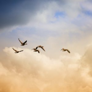 Ervaar vrijheid, persoonlijke ontwikkeling en zelfontdekking. Ontdek zelfliefde en vind je levensdoel door te luisteren naar je eigen hart.