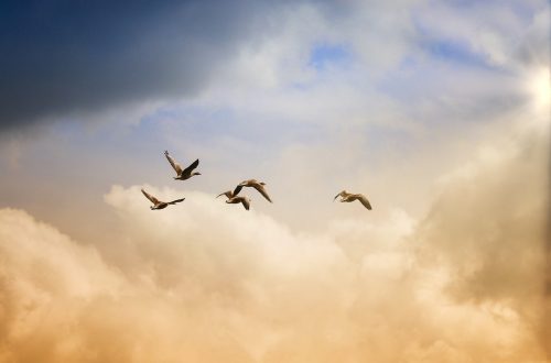 Afbeelding passend bij de blog “Vrij zijn: Leven vanuit je eigen waarheid”, waarin persoonlijke vrijheid, zelfliefde en zelfontdekking centraal staan